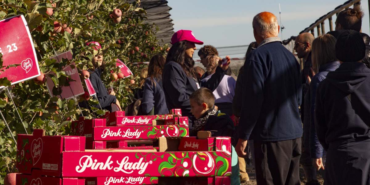 Pink Lady, l'iniziativa «Adotta un albero» si conclude con la raccolta